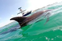 Nuevo Vallarta Private Dolphin Swim