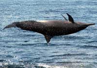 Nuevo Vallarta Wild Dolphins
