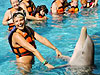 Dolphin Encounter