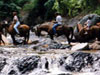 Horseback Riding