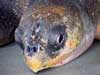Sea Turtles