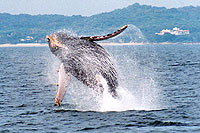 Nuevo Vallarta Whale Watching