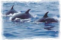 Wild Dolphins