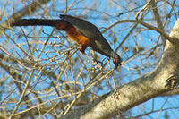 Sierra Vallejo Birdwatching Excursion