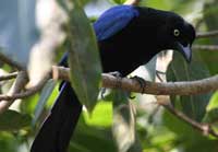 Puerto Vallarta Birdwatching