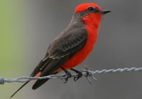 Nuevo Vallarta Birdwatching