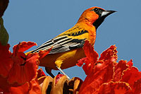 Puerto Vallarta Birdwatching