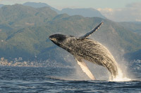 Humpback Whales Nuevo Vallarta