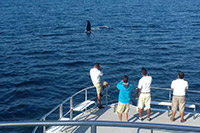 Whale Watching Tour Nuevo Vallarta
