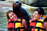 Sea Lions Nuevo Vallarta