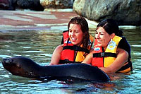 Sea Lion Encounter Sea Life Park Nuevo Vallarta