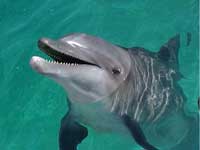 Nuevo Vallarta Dolphin Swimming