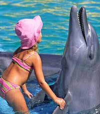 Nuevo Vallarta Dolphin Swimming