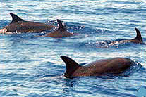 Wild Dolphins