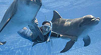 Snorkeling with Dolphins in Puerto Vallarta