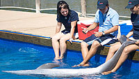 Dolphin Swimming Nuevo Vallarta