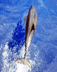 Nuevo Vallarta Whale Watching