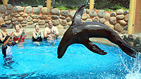 Sea Lions Nuevo Vallarta