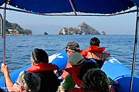 Nuevo Vallarta Wild Dolphins Tour