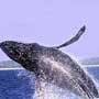 Nuevo Vallarta Whale Watching