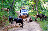 Nuevo Vallarta Jeep Tour