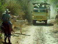 Sierra Madre Safari