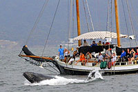 Puerto Vallarta Whale Watching tour