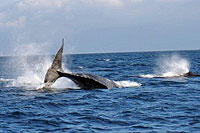 Whale Watching in Puerto Vallarta