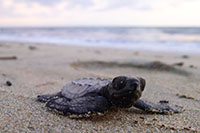 Nuevo Vallarta Turtle Camp