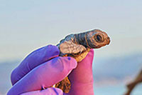 Nuevo Vallarta Sea Turtles