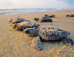 Sea Turtles