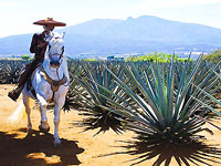 Tequila Tour NuevoVallarta