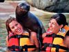 Dolphins & Sea Lions Vallarta