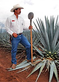 Jose Cuervo Tequila Tour, Puerto Vallarta