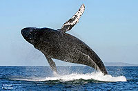 Humpback Whale Puerto Vallarta