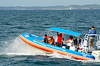 Puerto Vallarta Whale Watching