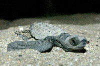 Sea Turtles Puerto Vallarta