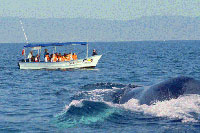 Wild Dolphins Snorkeling Puerto Vallarta