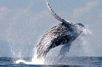 Whale Watching Puerto Vallarta